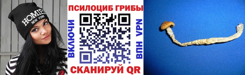 Галлюциногенные грибы Psilocybine cubensis цены Тара